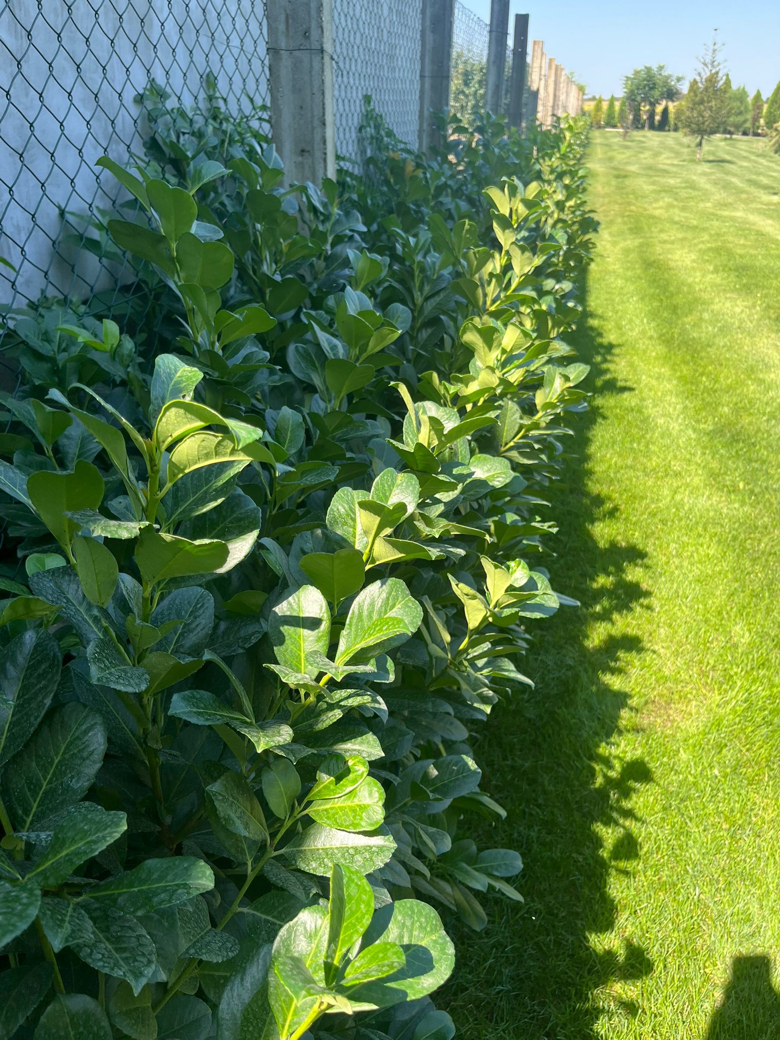 Rasadnik Tilija galerija 14